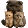 🐱 Эмодзи «Котик Нонг Дум» для Telegram