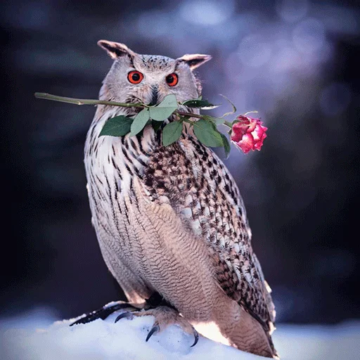 🌹 Стикер «0v0 Совы» для Telegram