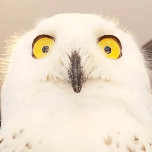 😯 Стикер «0v0 Совы» для Telegram