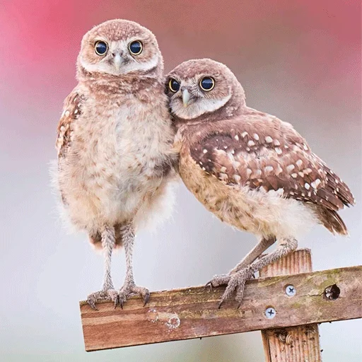 🥰 Стикер «0v0 Совы» для Telegram