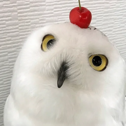 😁 Стикер «0v0 Совы» для Telegram