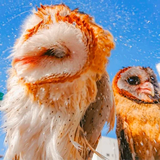 💦 Стикер «0v0 Совы» для Telegram