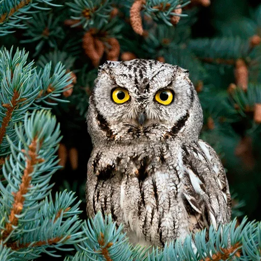🌲 Стикер «0v0 Совы» для Telegram
