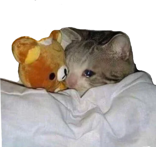 😢 Стикер «Regretti Spaghetti» для Telegram