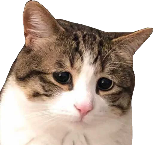 😥 Стикер «Regretti Spaghetti» для Telegram