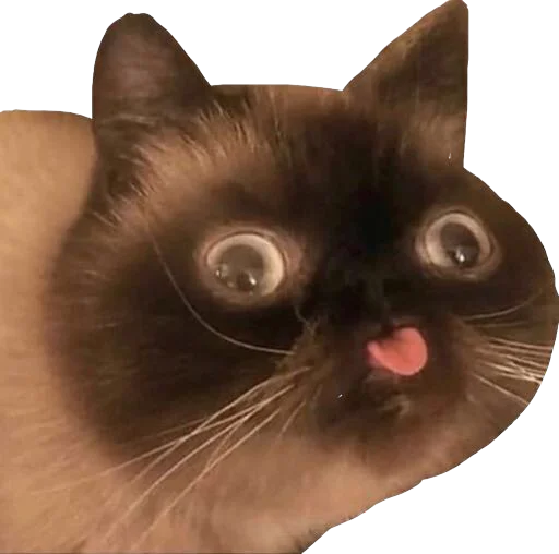 🤪 Стикер «Regretti Spaghetti» для Telegram