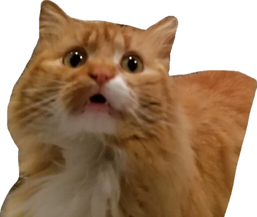 😨 Стикер «Regretti Spaghetti» для Telegram