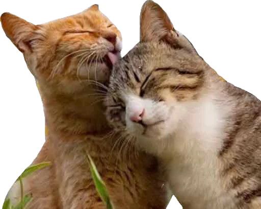 😘 Стикер «Regretti Spaghetti» для Telegram