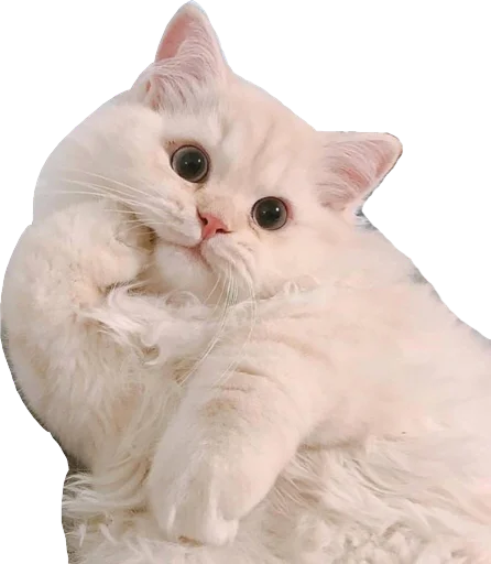 😍 Стикер «Regretti Spaghetti» для Telegram
