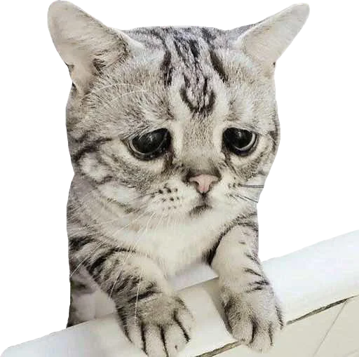 😥 Стикер «Regretti Spaghetti» для Telegram