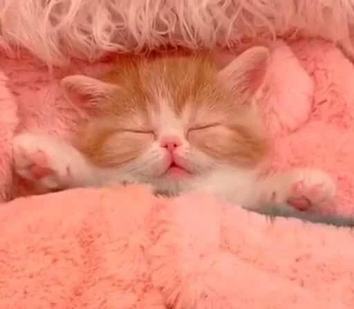 💤 Стикер «Regretti Spaghetti» для Telegram