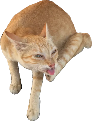 😽 Стикер «Regretti Spaghetti» для Telegram