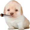 🤪 Эмодзи «doggies» для Telegram