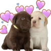 🥰 Эмодзи «doggies» для Telegram