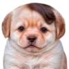 😗 Эмодзи «doggies» для Telegram
