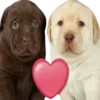 😘 Эмодзи «doggies» для Telegram