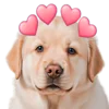 😍 Эмодзи «doggies» для Telegram