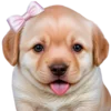 😋 Эмодзи «doggies» для Telegram