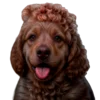 💩 Эмодзи «doggies» для Telegram