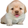 😛 Эмодзи «doggies» для Telegram