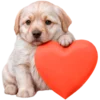 🥰 Эмодзи «doggies» для Telegram