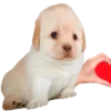 🥰 Эмодзи «doggies» для Telegram