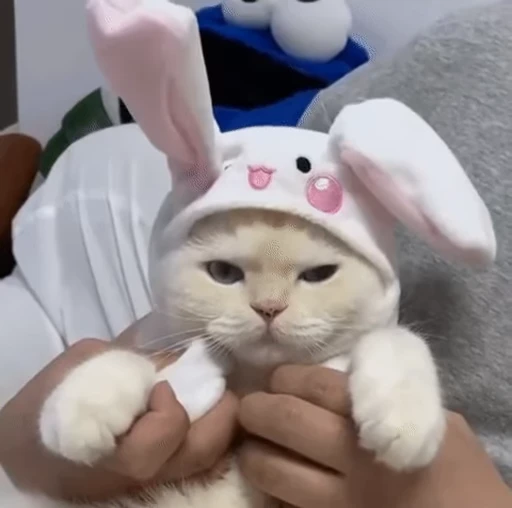 🐰 Стикер «Nosense» для Telegram