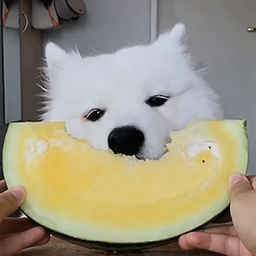 🍈 Стикер «Nosense» для Telegram