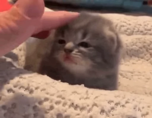 🐈 Стикер «Nosense» для Telegram