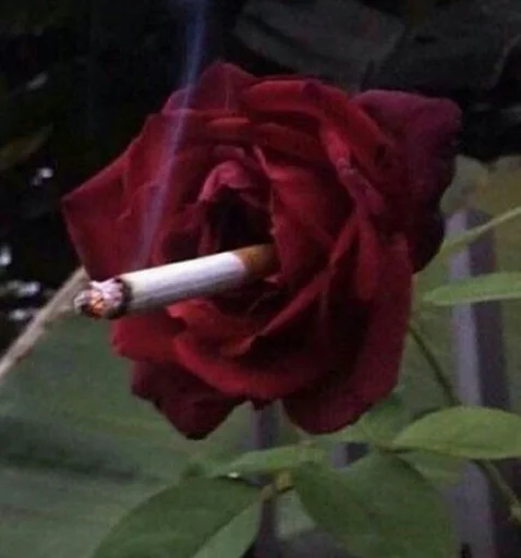 😞 Стикер «_notorious» для Telegram