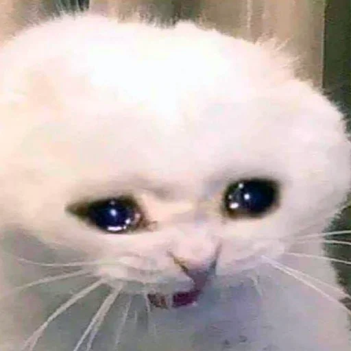 😢 Стикер «Memes & BTTV/FFZ Emotes • NovaXCIV» для Telegram