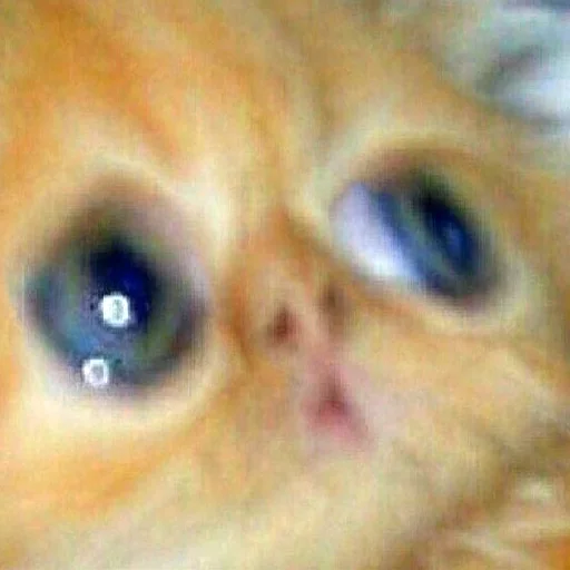 👀 Стикер «Memes & BTTV/FFZ Emotes • NovaXCIV» для Telegram