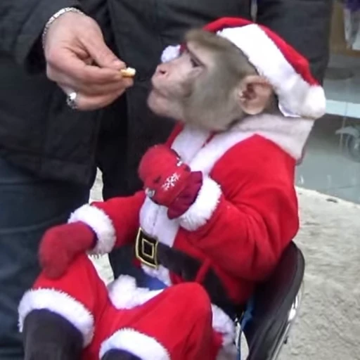 🎅 Стикер «Новогодние обезьянки» для Telegram
