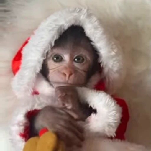 🎅 Стикер «Новогодние обезьянки» для Telegram