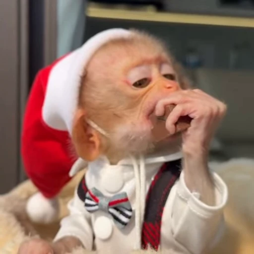 🎄 Стикер «Новогодние обезьянки» для Telegram