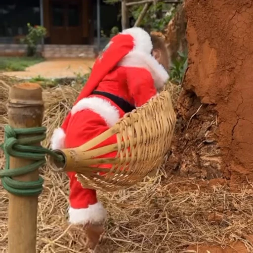 🎄 Стикер «Новогодние обезьянки» для Telegram