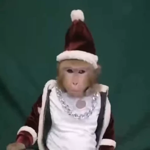 🎅 Стикер «Новогодние обезьянки» для Telegram