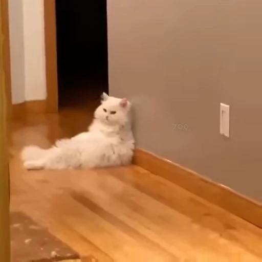 🐈 Стикер «Npbxq» для Telegram