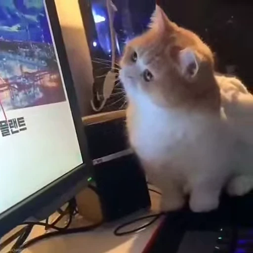 🐈 Стикер «Npbxq» для Telegram