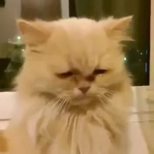 🐈 Стикер «Npbxq» для Telegram