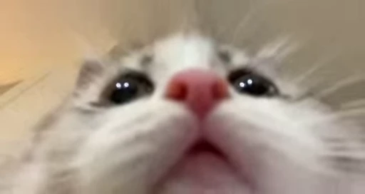 🐈 Стикер «Npbxq» для Telegram