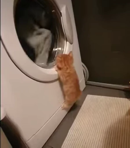 🐈 Стикер «Npbxq» для Telegram