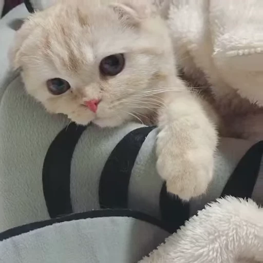 🐈 Стикер «Npbxq» для Telegram