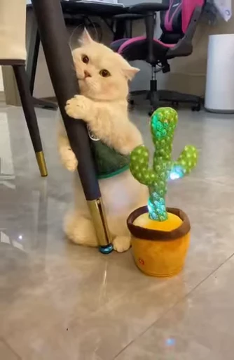 🐈 Стикер «Npbxq» для Telegram