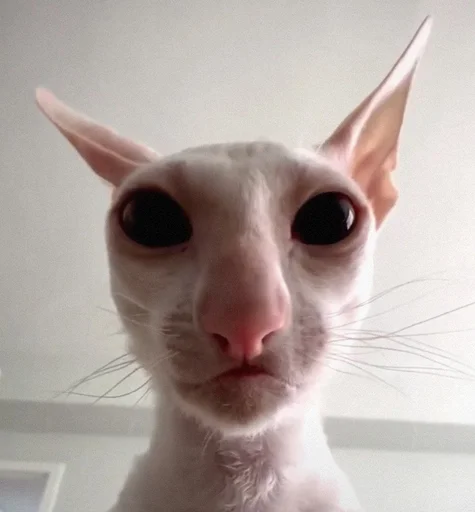 🥺 Стикер «Моє» для Telegram