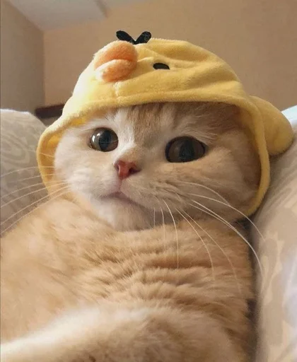 🐤 Стикер «nuresen» для Telegram