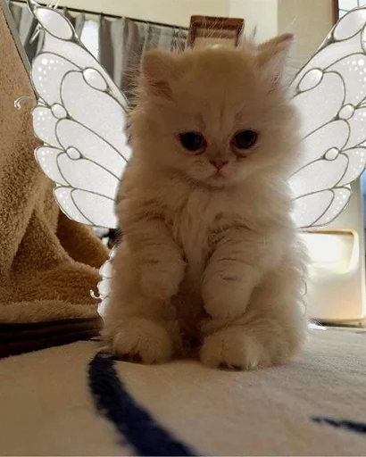 🧚‍♀️ Стикер «nuresen» для Telegram