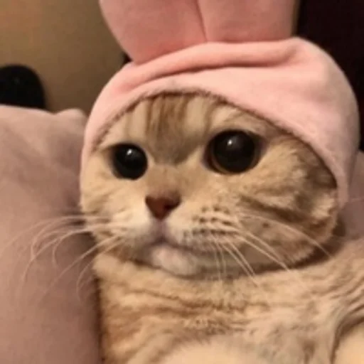 🥺 Стикер «nuresen» для Telegram