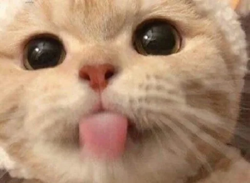 😛 Стикер «nuresen» для Telegram