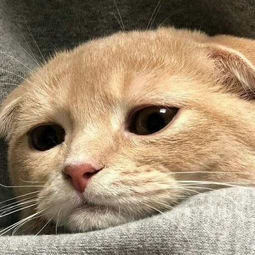 😞 Стикер «nuresen» для Telegram